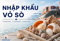 Nhập khẩu vỏ sò có cần kiểm dịch không? Văn bản hướng dẫn 